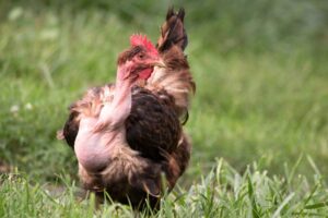 Naked Neck Chickens Benefits Care And More Trusty Barn