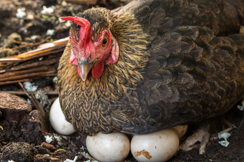 rules-to-hatching-chicken-eggs-trusty-barn