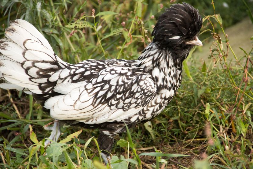 Black and White Chickens for Your Homestead - Trusty Barn