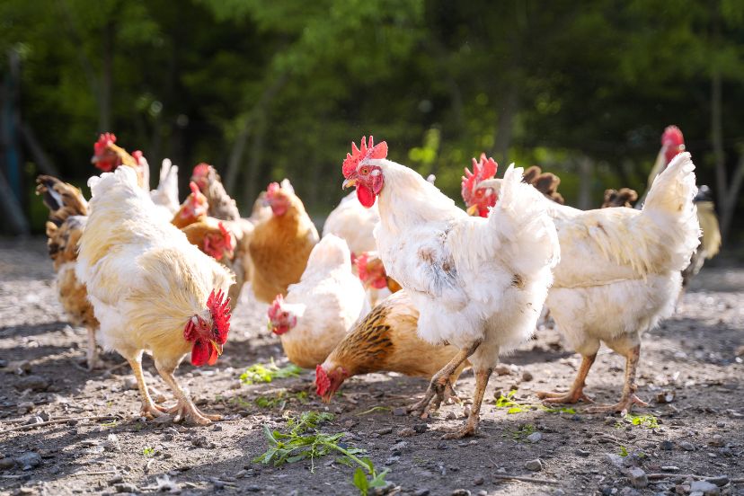 Backyard Chicken Coops: All You Need to Know - Trusty Barn