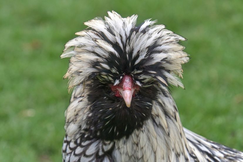 Black and White Chickens for Your Homestead - Trusty Barn