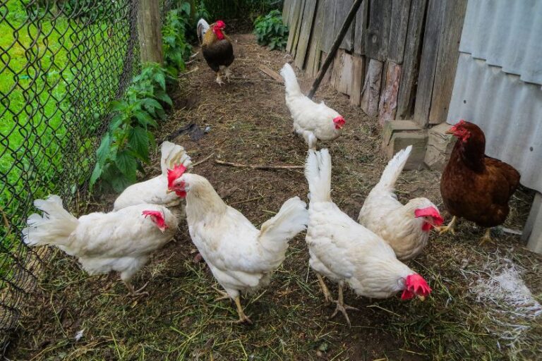 California White Chickens: The Feathered Wonder of the West - Trusty Barn