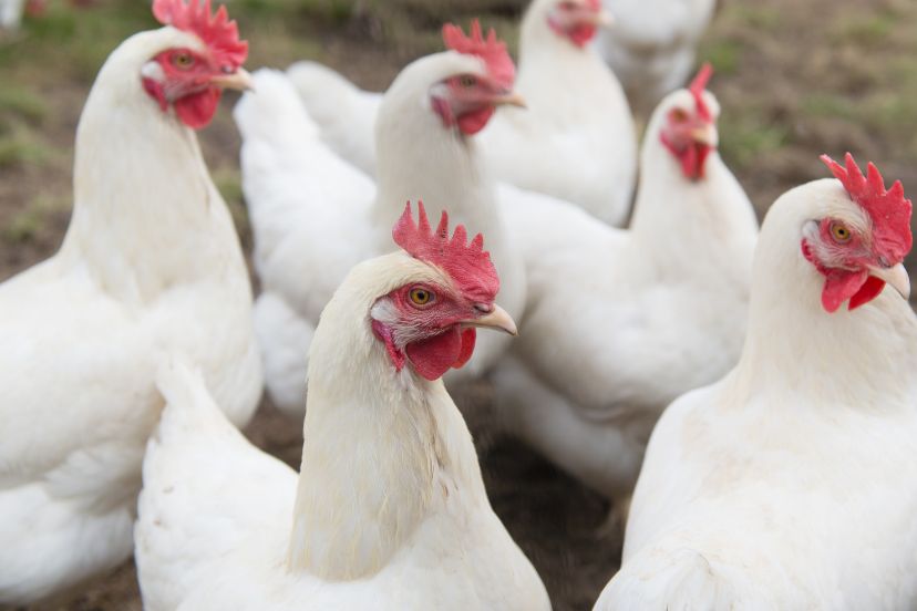 California White Chickens: The Feathered Wonder of the West - Trusty Barn