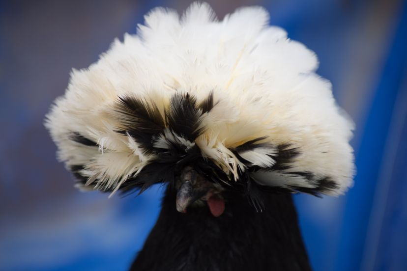 11 Chickens with Fluffy Heads that Rule the Roost - Trusty Barn