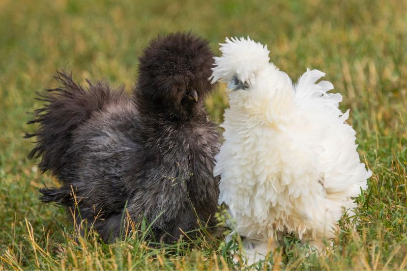 Silkie Rooster Vs Hen Deciphering The Differences Trusty Barn 6534