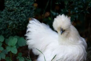 Silkie Rooster vs Hen: Deciphering the Differences - Trusty Barn