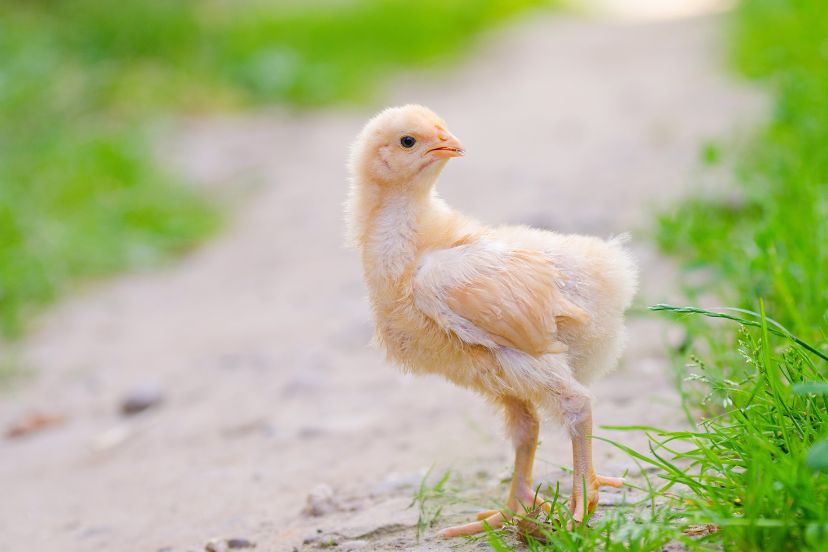 6 Week Old Chickens: Proper Care Guide - Trusty Barn