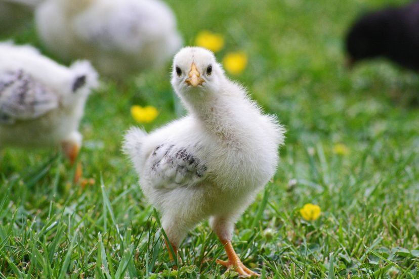 6 Week Old Chickens: Proper Care Guide - Trusty Barn