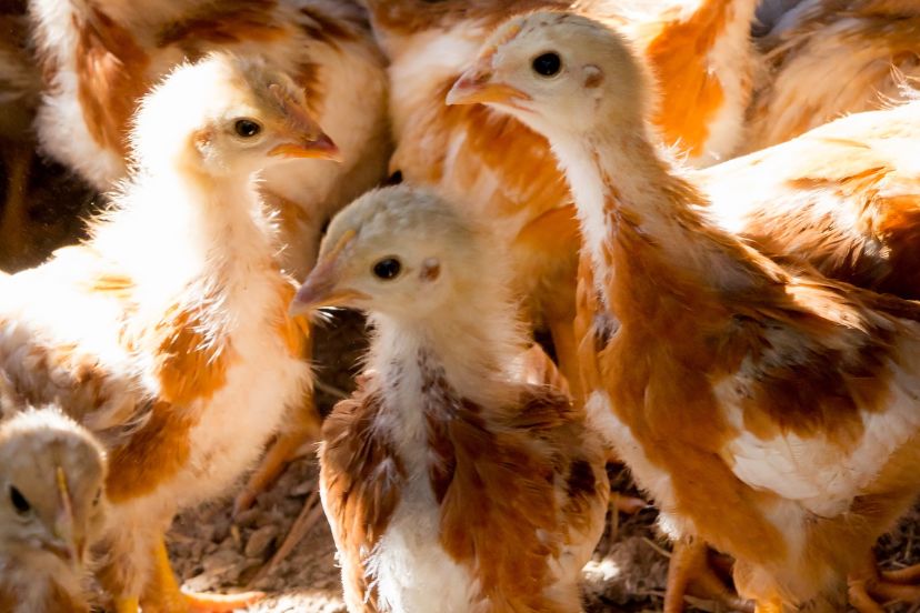 6 Week Old Chickens: Proper Care Guide - Trusty Barn