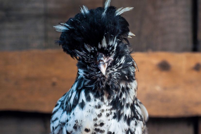 11 Chickens with Fluffy Heads that Rule the Roost - Trusty Barn